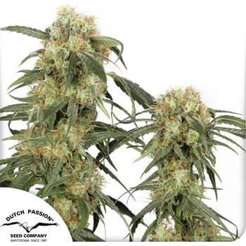 Auto elektroinstalace Dutch Passion Pamir Gold Balení: 10ks