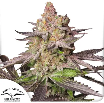 Semeno Dutch Passion Melonade Runtz Balení: 3ks