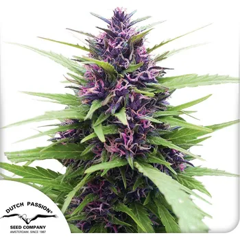 Semeno Dutch Passion Shaman Balení: 3ks