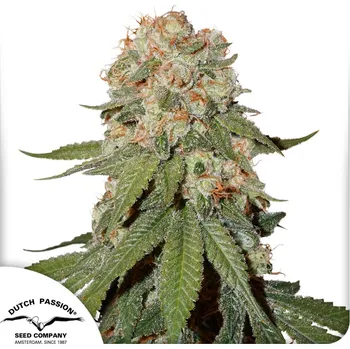 Semeno Dutch Passion Orange Bud Balení: 10ks