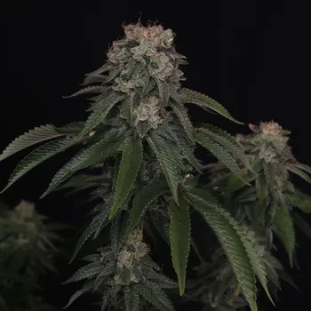 Semeno Fast Buds - GG4 1 ks