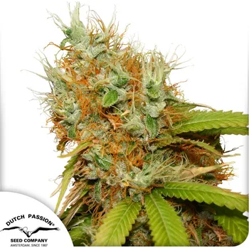 Semeno Dutch Passion Mazar Balení: 10ks - REGULAR