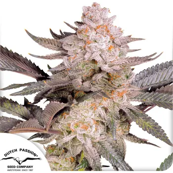 Semeno Dutch Passion Orange Bud 2.0 Balení: 5ks