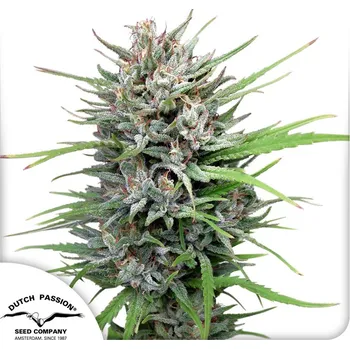 Semeno Dutch Passion Passion 1 Balení: 5ks