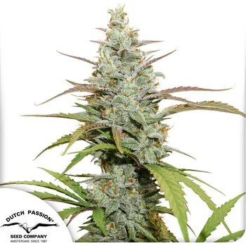 Semeno Dutch Passion Mokum's Tulip Balení: 3ks