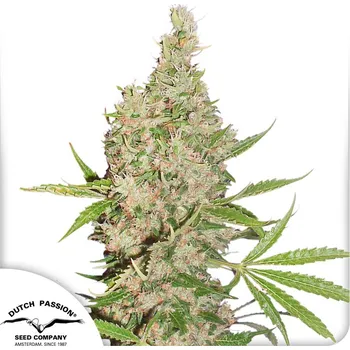 Semeno Dutch Passion White Widow x The Ultimate regular 10ks