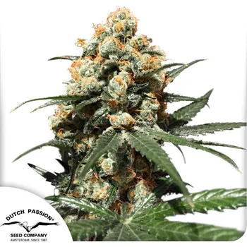 Semeno Dutch Passion Orange Hill Special Balení: 3ks