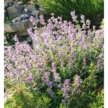 Sazenice Šanta kočičí ´GLETSCHEREIS´ kont. 0,5 l