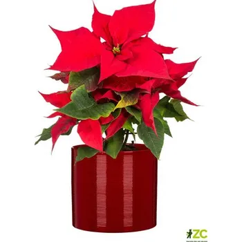 Obal 828 Intense Red lesk 16