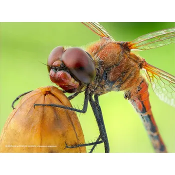 Obraz Plakát Sympetrum sanguineum bez rámu 40 x 30 cm