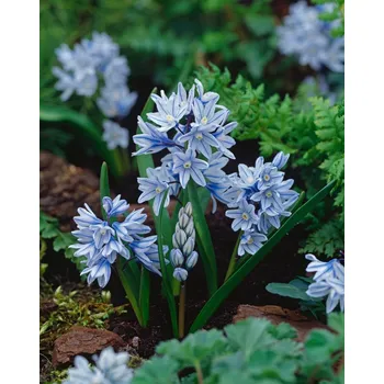 Cibulovina Puškinie Libanotica 10 ks