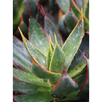 Sazenice Mangave ´Praying Hands´ 10-30 cm Ko1l