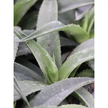 Sazenice Mangave ´Redwing´ 10-30 cm Ko1l