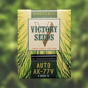 Semeno Victory Seeds - Auto AK-77V 5 ks