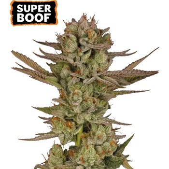 Semeno Seedstockers - Super Boof 3 ks