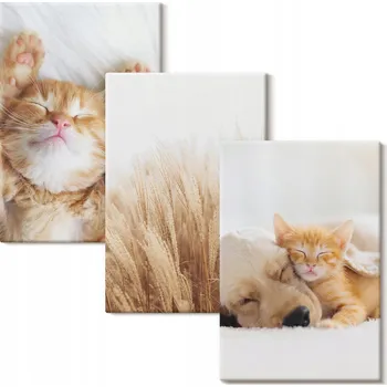 Obraz Obraz Na Plátně Sada Roztomilá zvířátka kočky psi boho 3x 20x30 cm