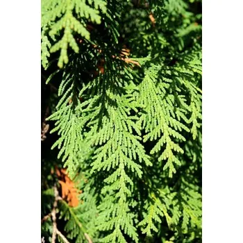 Sazenice Zerav západní (Thúje) 30-60 cm QP60