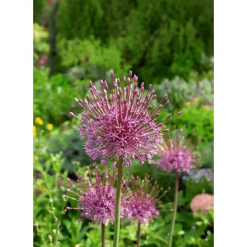 Semeno Okrasný česnek 'Schubertii' 3 ks