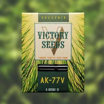 Semeno Victory Seeds - AK-77V 5 ks