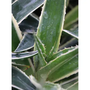 Sazenice Mangave ´Navajo Princess´ 10-30 cm Ko1l