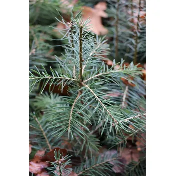 Sazenice Jedle ojíněná 15-20 cm QP40