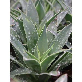 Sazenice Mangave ´Lavender Lady´ 10-30 cm Ko1l