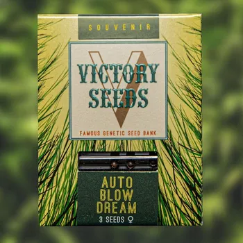 Semeno Victory Seeds - Auto Blow Dream 3 ks
