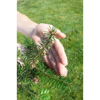 Sazenice Jedle kavkazská 15-20 cm QP40