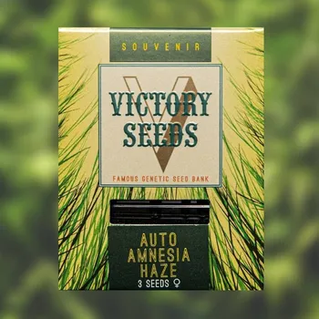 Semeno Victory Seeds - Auto Amnesia Haze 5 ks