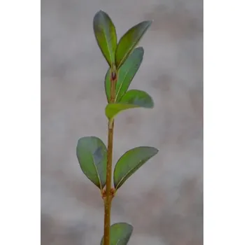 Sazenice Ptačí zob obecný 'Lodense' 20-40 cm QP60