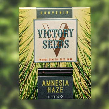 Semeno Victory Seeds - Amnesia Haze 5 ks