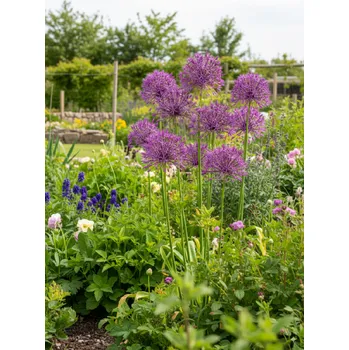 Semeno Okrasný česnek 'Purple Rain' 5 ks