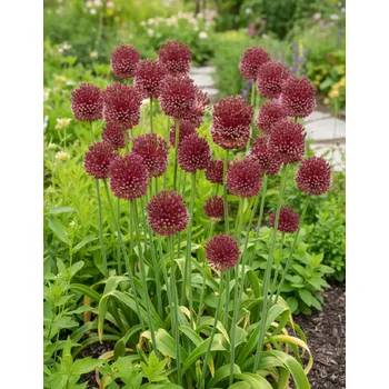 Semeno Okrasný česnek 'Red Mohican ' 1 ks