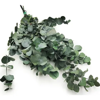 mech-mech.cz Eukalyptus Espiral - zelený