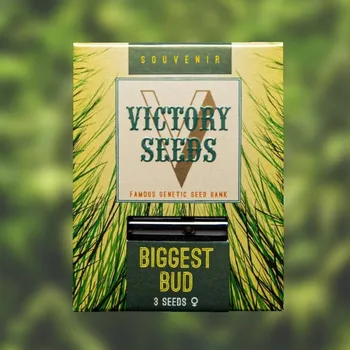 Semeno Victory Seeds - Biggest Bud 10 ks
