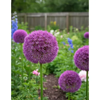 Semeno Okrasný česnek 'Pinball Wizard' 1 ks