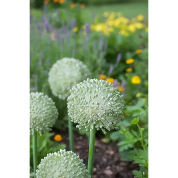 Semeno Okrasný česnek 'Ping Pong' 10 ks