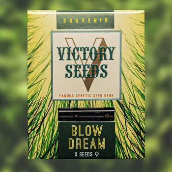 Semeno Victory Seeds - Blow Dream 3 ks