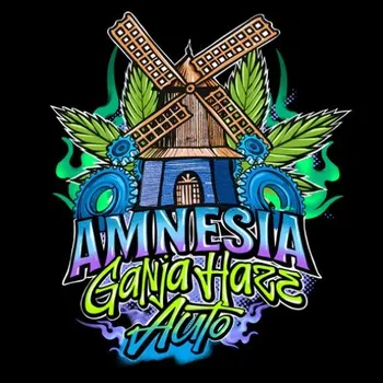 Semeno Sumo Seeds - Amnesia Ganja Haze Auto 3 ks