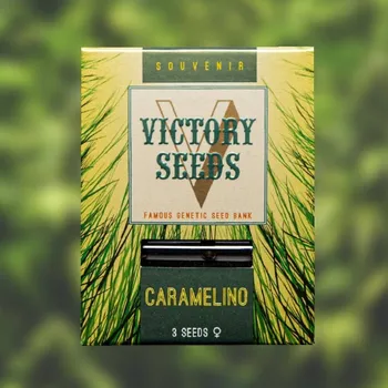 Semeno Victory Seeds - Caramelino 3 ks
