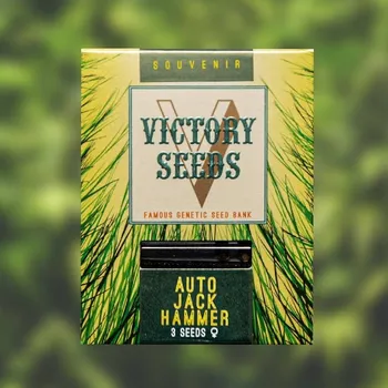 Semeno Victory Seeds - Auto Jack Hammer 5 ks