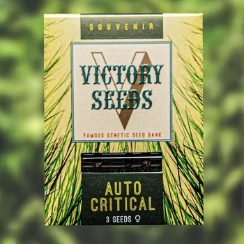 Semeno Victory Seeds - Auto Critical 3 ks