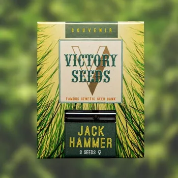 Semeno Victory Seeds - Jack Hammer 3 ks