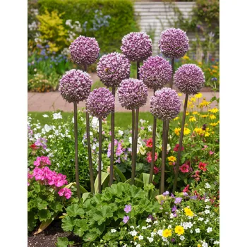 Semeno Okrasný česnek Summer Drummer 3 ks