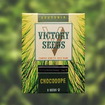 Semeno Victory Seeds - Chocodope 3 ks