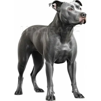 Nášivka Nažehlovačka Pitbull šedý - 5 x 6 cm