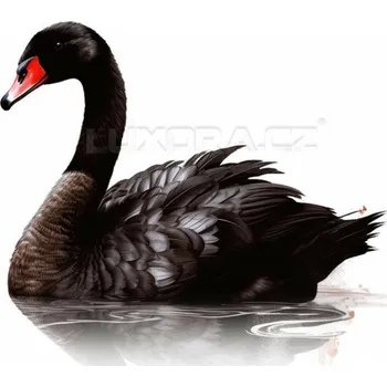 Nášivka Nažehlovačka Labuť černá - 20 x 20 cm