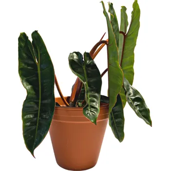 Gardners Philodendron Billietiae, průměr 12 cm Filodendron