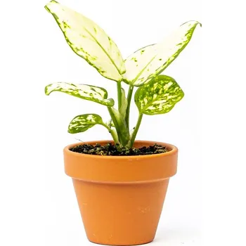 Gardners Dieffenbachia Maculata Amy, průměr 6 cm Difenbachie, mramornatka