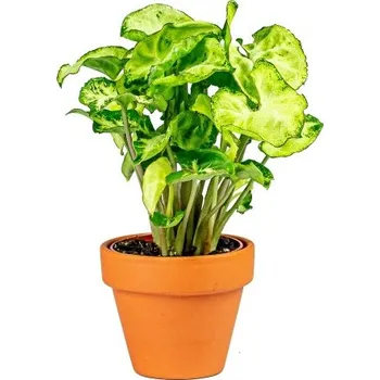 Gardners Syngonium podophyllum White Butterfly, průměr 6-7 cm Syngonium, Syngónium